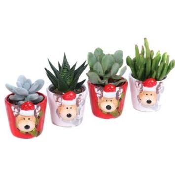 image SUCCULENTE VARIEE CERAM