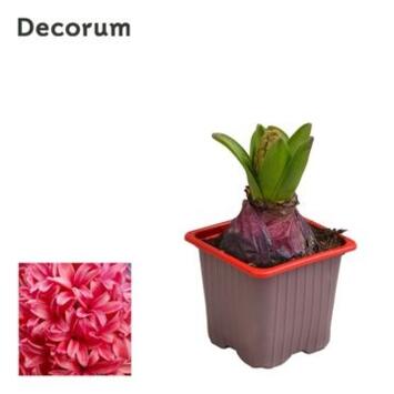 image JACINTHE ROUGEE 1PP