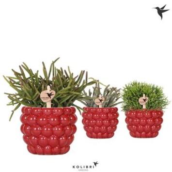 image RHIPSALIS CERAM