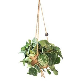 image SCINDAPSUS AUREUS SUSP