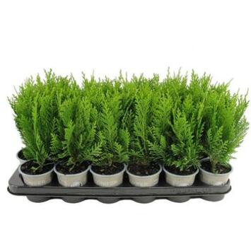 image CHAMAECYPARIS GREEN PILAR