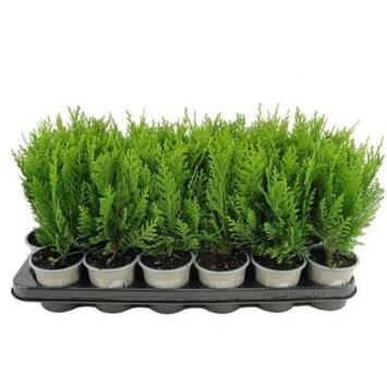 image CHAMAECYPARIS GREEN PILAR