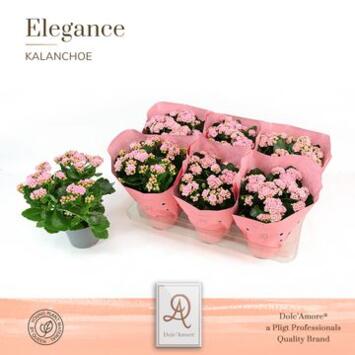 image KALANCHOE FL DBLE
