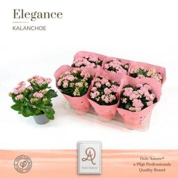 image KALANCHOE FL DBLE