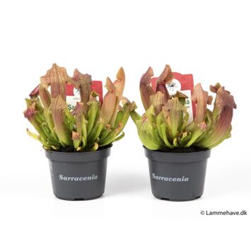 image SARRACENIA