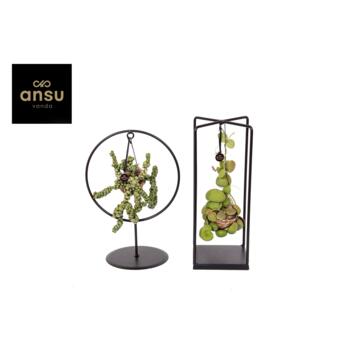 image COMPO DISCHIDIA SUPPORT METAL