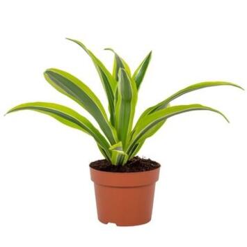 image DRACAENA LEMON LIME
