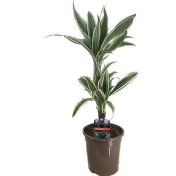 image DRACAENA WHITE STRIPE 30-10