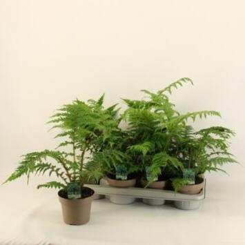 image CYATHEA AUSTRALIS