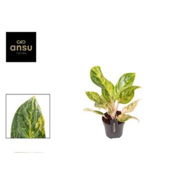 image AGLAONEMA PEACH PEARL