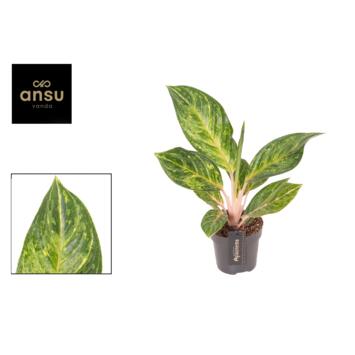 image AGLAONEMA PEACH PEARL