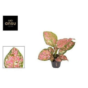 image AGLAONEMA JAZZY RED