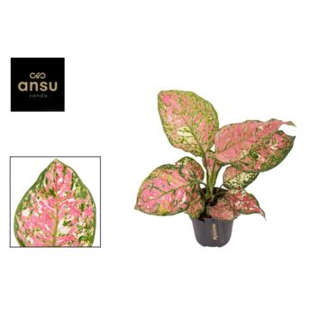 image AGLAONEMA JAZZY RED