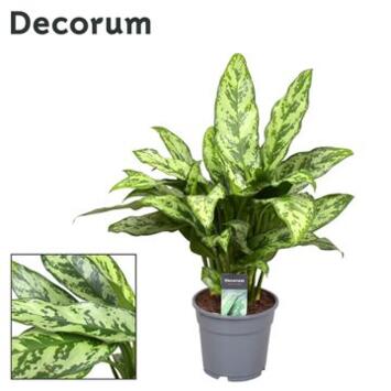 image AGLAONEMA ROMEO