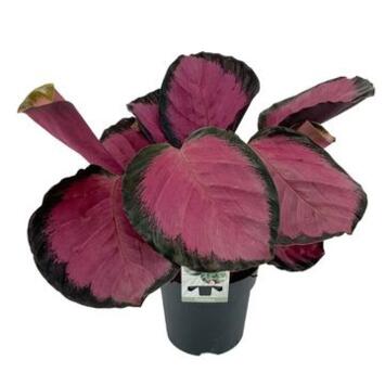 image CALATHEA MYSTY RED