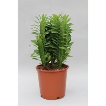 image EUPHORBIA TRIGONA