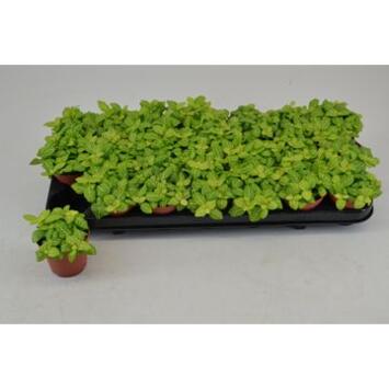 image FITTONIA JOLY LEMON