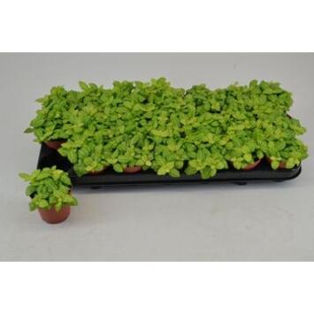 image FITTONIA JOLY LEMON
