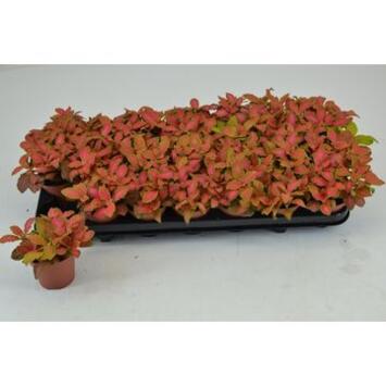 image FITTONIA RUBY LIME