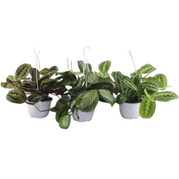 image MARANTA LEUCONEURA SUSP