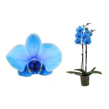 image PHALAENOPSIS 2BR TEINTE BLEU