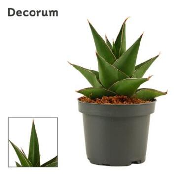 image SANSEVIERIA ABBEY CROWN
