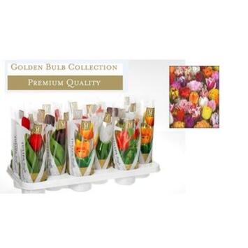 image TULIPE VARIEE HOUSSE