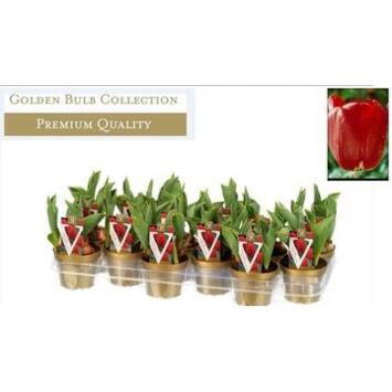 image TULIPE ROUGE P OR