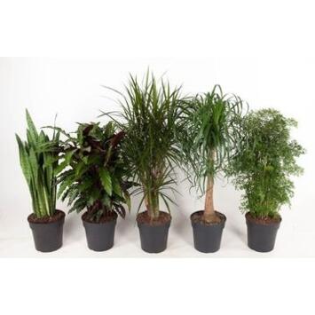 image PLANTES VERTES VARIEES