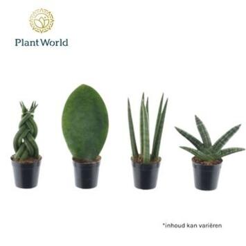 image SANSEVIERIA CYLINDRICA VARIE