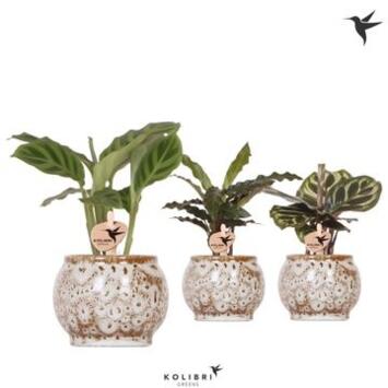 image CALATHEA VARIE CERAM