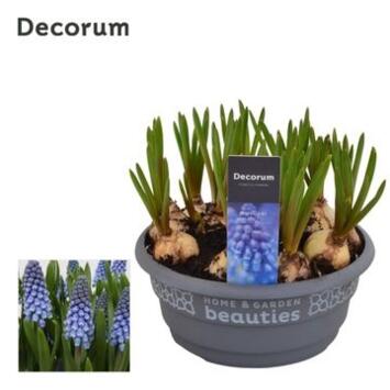 image MUSCARI COUPE