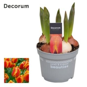 image TULIPE FLAIR