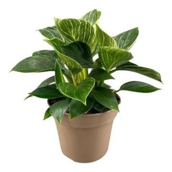 image PHILODENDRON BIRKIN