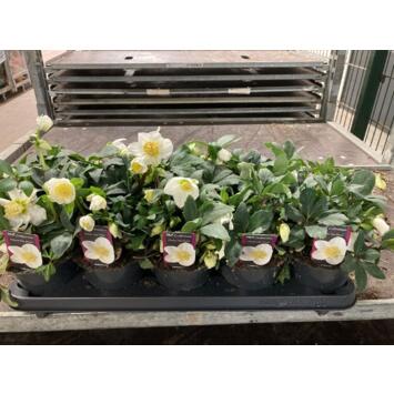 image HELLEBORE NIGER HAPPY DAY