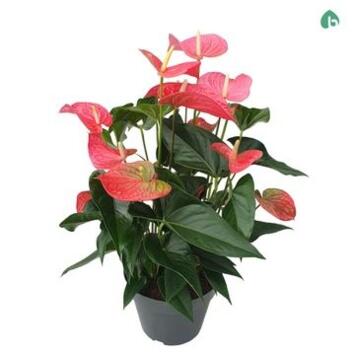 image ANTHURIUM ANDREANUM MAINE ROSE