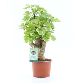 image ARALIA POLYSCIAS BALFOURII