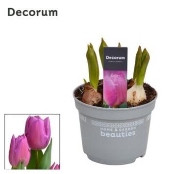 image TULIPE 5PP MAREIN