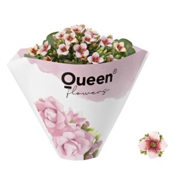 image KALANCHOE