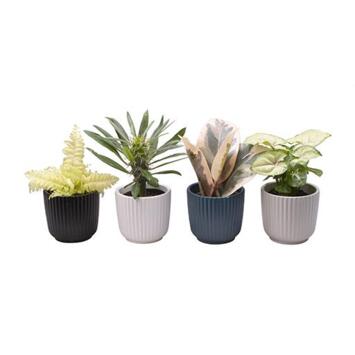 image PLANTE VERTE CERAM