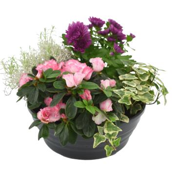 image COUPE EXT HIRONDELLE