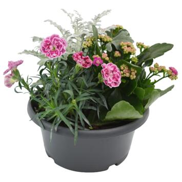 image COUPE EXT ROSEE