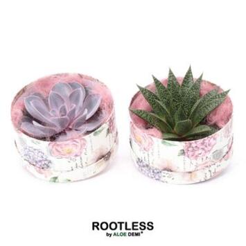 image SUCCULENTE P DECO