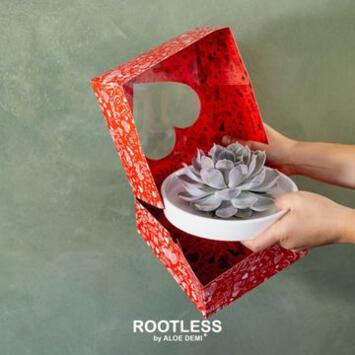 image SUCCULENTE VARIEE COUPE
