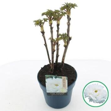 image PAEONIA PIVOINE BLANCHE
