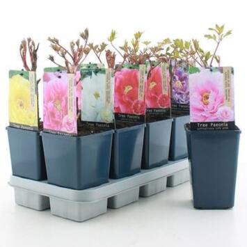 image PAEONIA PIVOINE VARIE