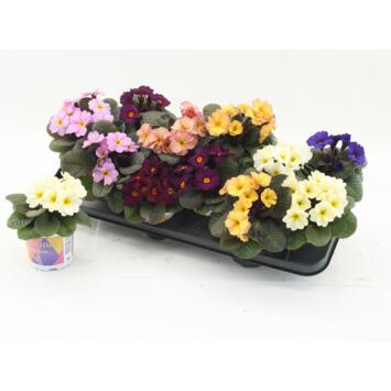 image PRIMEVERE ACAULIS