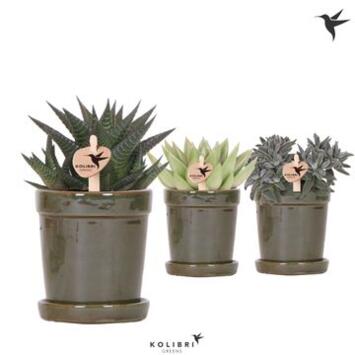 image SUCCULENTE CERAM