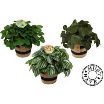 image PEPEROMIA VARIE VANNERIE