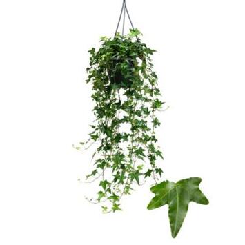 image HEDERA JACOBINE SUSP